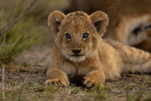 lion cub in the grass