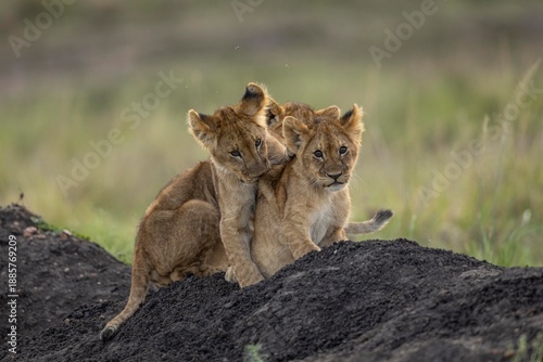 lioness and cub