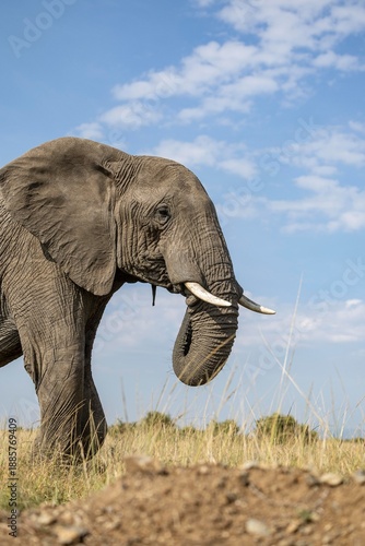 elephant