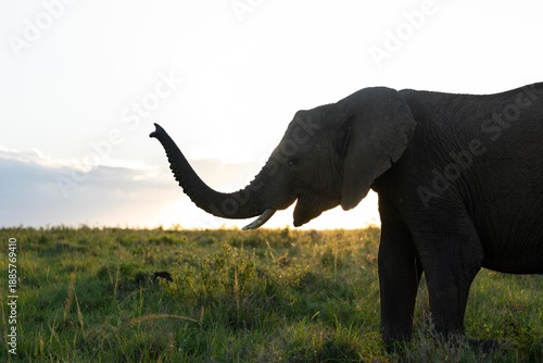 elephant at sunset