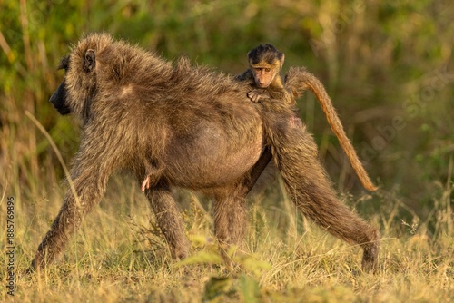 baboon mother and baby