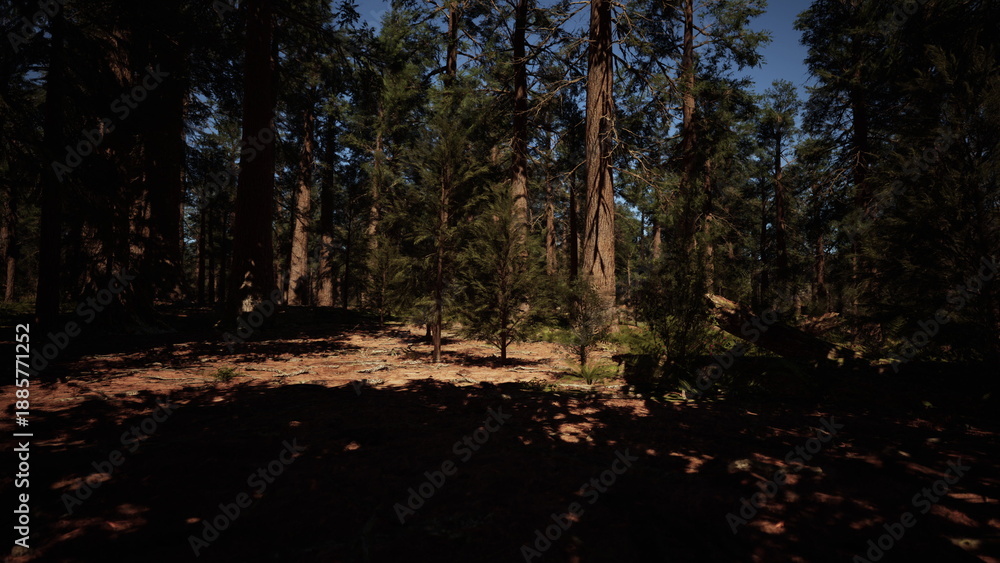 Fototapeta premium Tall trees create a serene atmosphere in this dense forest. Sunlight filters through the branches, casting playful shadows on the forest floor, enticing wanderers to discover natures secrets.