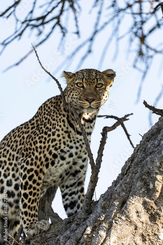 leopard in the tree
