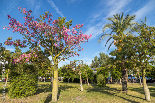 Blooming pink silk floss tree and palm trees in a sunny public park under a blue sky. Scenic landscape of a Mediterranean coastal recreation area. Autumn day in Antalya, Turkey. October.