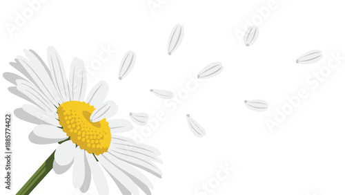 Charming illustration of a white daisy flower with a yellow center, gracefully losing its petals to the gentle breeze.