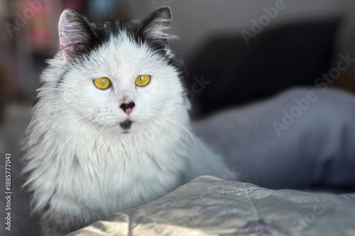 Photography Black and white cat at home