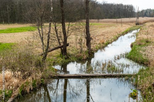The Lutownia River flowing through the Bialowieza Forest