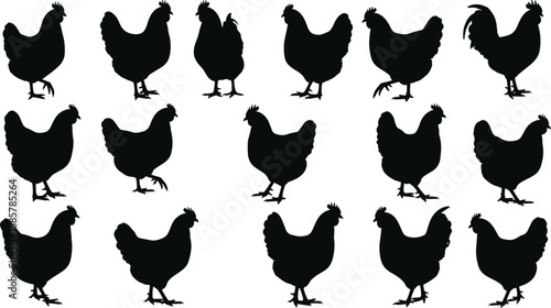 Black Chicken and Rooster Silhouettes Set with Various Hen Profiles Standing and Walking Poses Isolated on White Background for Poultry Farming Vector Graphic Design