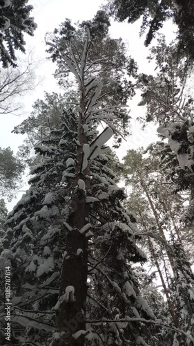 Close-up of rugged tree bark covered in snow and patches of green lichen. Winter forest texture detail. Natural patterns, rough surface, soft snow contrast against dark wood.