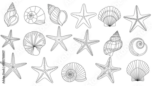 Collection of detailed black and white line art sketches depicting various species of seashells and starfishes found on the ocean beach.