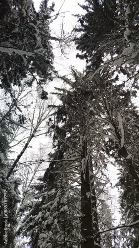 Close-up of snow-covered pine and fir branches in quiet winter forest. Soft focus background, natural light, peaceful atmosphere. Snow rests gently on evergreen needles.