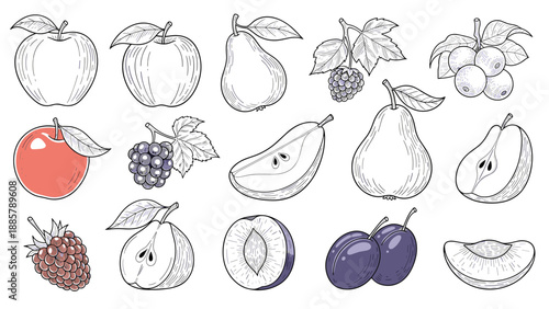 Collection of detailed fruit sketches and cross-sections including apples, pears, berries, and plums in a classic hand drawn botanical style.