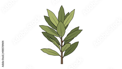 Bay Laurel Branch Vector Illustration, Isolated Green Leaves on White Background, Culinary and Decorative Element for Design