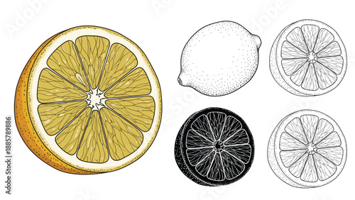Detailed citrus fruit illustrations featuring a colored half-slice along with various black and white line art and stippled versions of lemons.