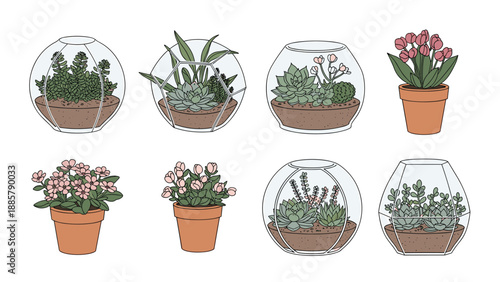 Collection of various indoor plants featuring geometric glass terrariums and traditional terracotta pots with flowering plants and succulents.