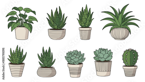 Diverse collection of indoor house plants including succulents and leafy greenery presented in minimalist white ceramic pots with patterns.