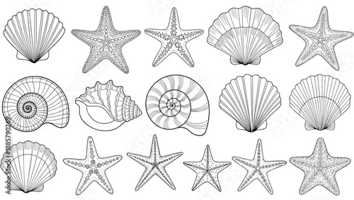 Detailed black and white sketches of various sea shells and starfish from different coastal environments.