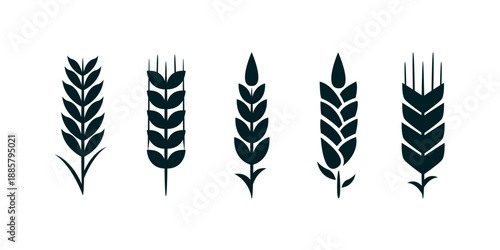 Black hand drawn wheat ears icons collection representing farm agriculture cereal harvest grain symbols for bakery, organic food, bread or beer design