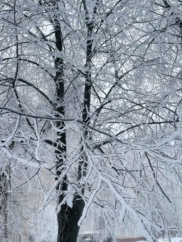 Obraz premium trees in snow