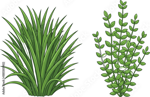Two isolated green leafy plants: a dense wild tuft of grass and an ornamental plant with spreading stems, cartoon vector illustration set.