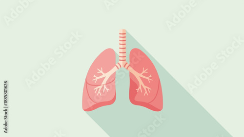 Flat illustration of human lungs with trachea and bronchi