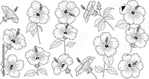 Hand Drawn Hibiscus Flower Line Art Botanical Illustration Set Floral Outline Tropical Bloom Collection Black and White Exotic Plant Sketch Decorative Vector Elements