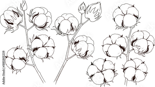 Detailed black and white hand-drawn illustration featuring several stems of open cotton plants with fluffy bolls and unopened buds, suitable for textile and natural product design.
