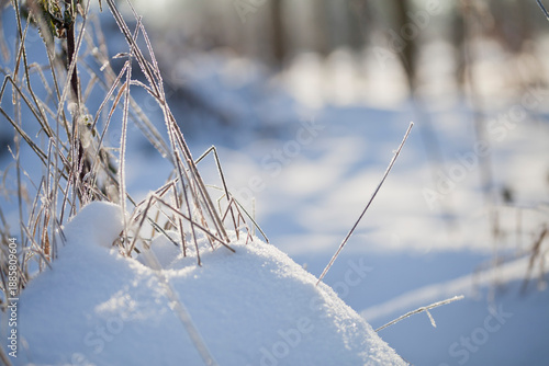 Foto Rime ice -  winter meadow landscape with frosty ice on grass and sedge plants