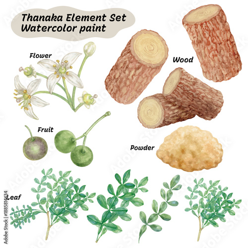 Elements of Thanaka hand painted with watercolor isolated on transparent background