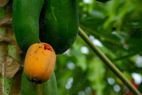 Agricultural Crop Loss from Pest Damage on Papaya Fruit