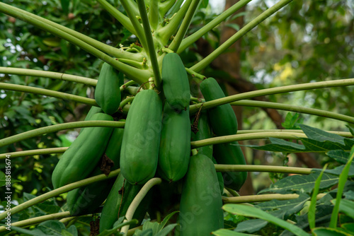 Unripe Papaya Fruits Growing Naturally on Tree