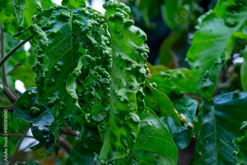 Plant Pest Infestation on Santol Leaves in Tropical Agriculture