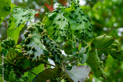 Plant Pest Infestation on Santol Leaves in Tropical Agriculture