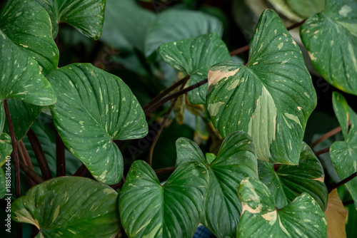 Starry Moonleaf Plant Foliage with Natural Pattern