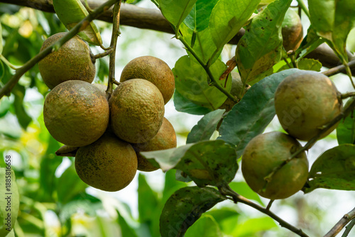 Anthracnose Fungal Disease on Lime Fruits in Orchard