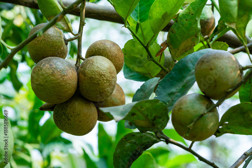 Anthracnose Fungal Disease on Lime Fruits in Orchard