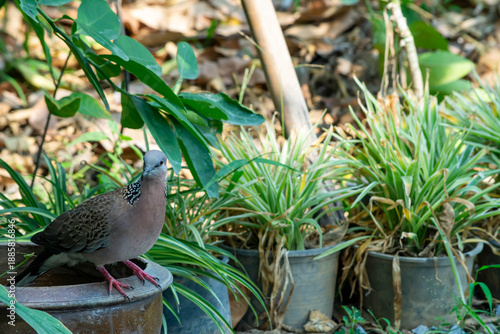 Spotted Dove in Tropical Garden Setting