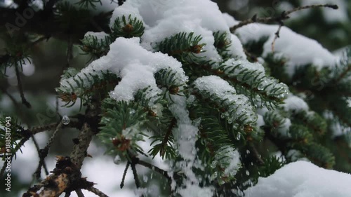 Snow covered pine tree in winter forest.