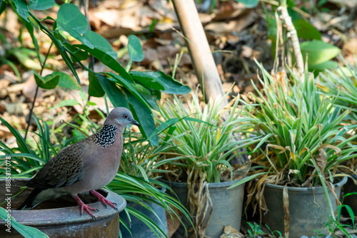 Spotted Dove in Tropical Garden Setting