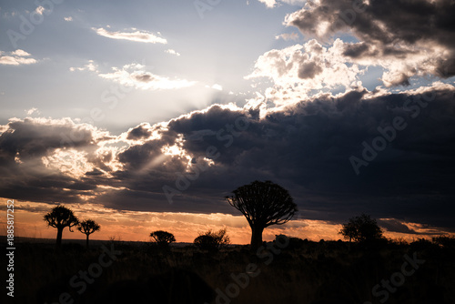 framing, natur, stil, quiver tree, abendrot, himmel, cloud, landschaft, berg, sonne, sonnenaufgang, abend, rot, orange, abenddämmerung, panorama, dawn, anblick, sonnenuntergang, licht, wüste