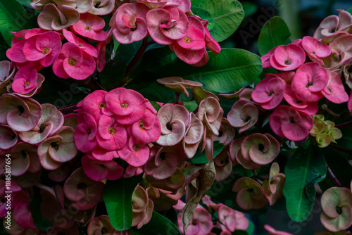 Ornamental Pink Crown of Thorns Flower in Bloom