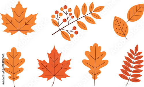 Autumn leaves vector collection with maple oak and rowan leaves in orange and red colors isolated on dark background