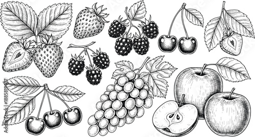 Vintage hand drawn fruit engraving illustration set featuring apples grapes cherries strawberries and berries botanical sketches for food packaging labels menus and classic design projects