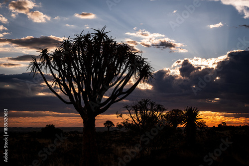 quiver trees in dramatic evening lights
