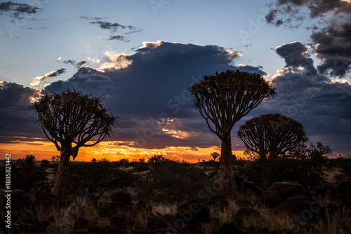 quiver trees in dramatic evening lights
