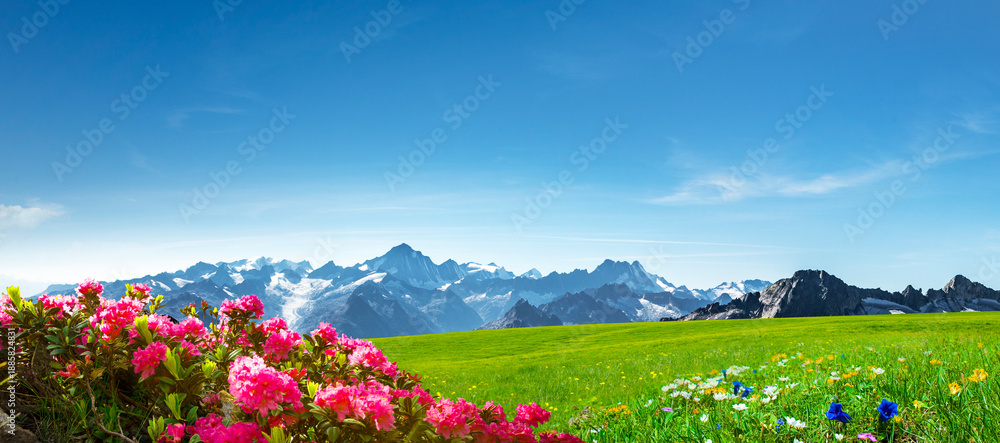 Fototapeta premium Schweizer Landschaft mit Gebirge, Alpenrosen und enzian