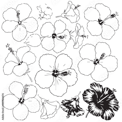 Black and white hibiscus flowers with detailed petals and stamens 1