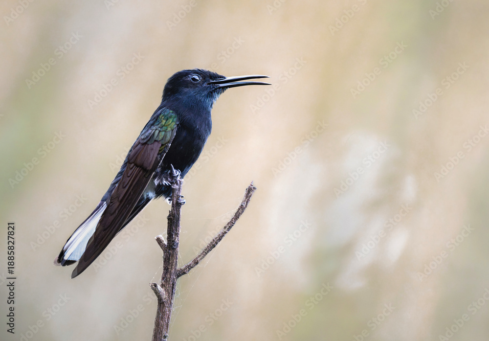 Obraz premium Colibrí negro posado