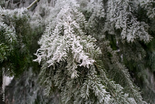 Frost-covered evergreen branches — close-up of icy needles in a winter forest