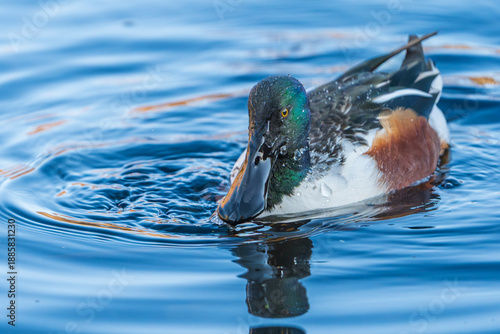 The northern shoveler (Spatula clypeata)
